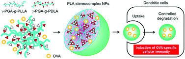 Graphical abstract: Biodegradable nanoparticles composed of enantiomeric poly(γ-glutamic acid)-graft-poly(lactide) copolymers as vaccine carriers for dominant induction of cellular immunity