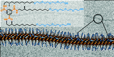 Graphical abstract: Supramolecular polymerization in water harnessing both hydrophobic effects and hydrogen bond formation