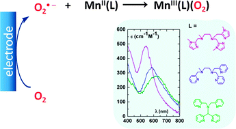 Graphical abstract: Electrochemical formation of MnIII-peroxo complexes supported by pentadentate amino pyridine and imidazole ligands