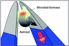 Graphical abstract: Analysis of intact bacteria using rapid evaporative ionisation mass spectrometry