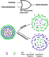 Graphical abstract: Dual enzyme responsive microcapsules simulating an “OR” logic gate for biologically triggered drug delivery applications