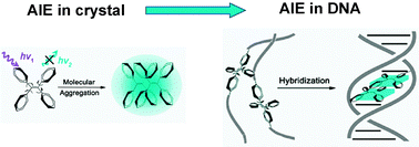 Graphical abstract: Control of aggregation-induced emission by DNA hybridization