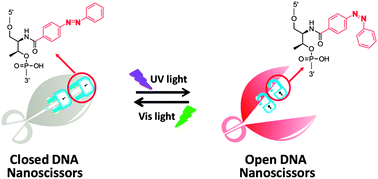 Graphical abstract: Single-molecule photon-fueled DNA nanoscissors for DNA cleavage based on the regulation of substrate binding affinity by azobenzene