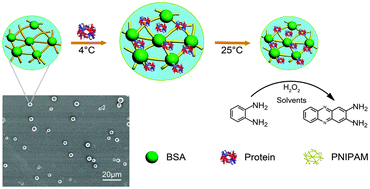 Graphical abstract: Thermal responsive microgels as recyclable carriers to immobilize active proteins with enhanced nonaqueous biocatalytic performance