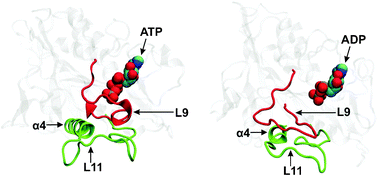 Allosteric control of kinesin's motor domain by tubulin: a molecular ...