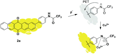 Graphical abstract: A pentaquinone based probe for relay recognition of F− and Cu2+ ions: sequential logic operations at the molecular level