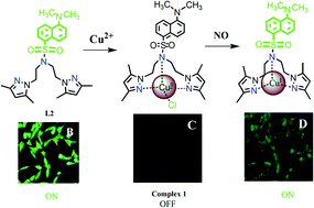 Graphical abstract: A novel copper(ii) complex as a nitric oxide turn-on fluorosensor: intracellular applications and DFT calculation