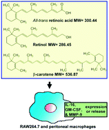 Graphical abstract: Effects of all-trans retinoic acid, retinol, and β-carotene on murine macrophage activity