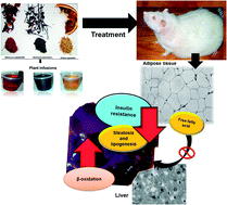 Graphical abstract: Consumption of Ocimum sanctum L. and Citrus paradisi infusions modulates lipid metabolism and insulin resistance in obese rats