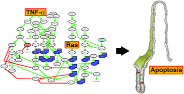 Graphical abstract: Network analysis of differential Ras isoform mutation effects on intestinal epithelial responses to TNF-α