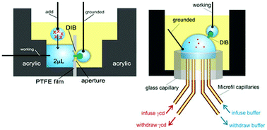 Graphical abstract: Robust reagent addition and perfusion strategies for droplet-interface bilayers