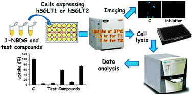 Graphical abstract: Development of a novel non-radioactive cell-based method for the screening of SGLT1 and SGLT2 inhibitors using 1-NBDG