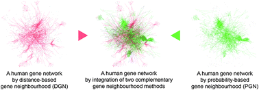 Graphical abstract: Complementarity between distance- and probability-based methods of gene neighbourhood identification for pathway reconstruction