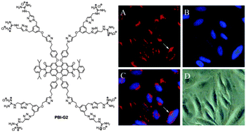 Guanidinium-dendronized perylene bisimides as stable, water-soluble ...