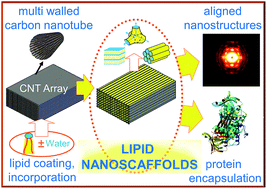 Lipid nanoscaffolds in carbon nanotube arrays†,10.1039/C3NR02068A – 960化工网