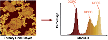 Graphical abstract: Nanomechanical spectroscopy of synthetic and biological membranes