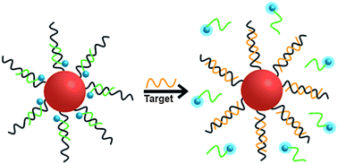 Gold nanoparticles and fluorescently-labelled DNA as a platform for ...