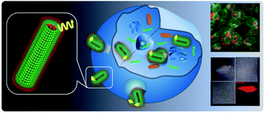 Graphical abstract: A fluorescence–Raman dual-imaging platform based on complexes of conjugated polymers and carbon nanotubes