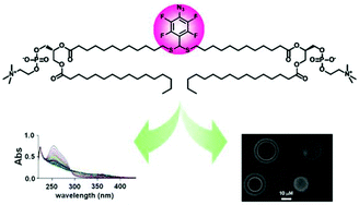 Graphical abstract: A bola-phospholipid bearing tetrafluorophenylazido chromophore as a promising lipid probe for biomembrane photolabeling studies