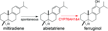 Graphical abstract: Characterization of CYP76AH4 clarifies phenolic diterpenoid biosynthesis in the Lamiaceae