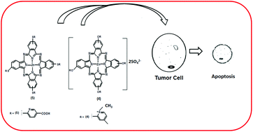 Graphical abstract: Synthesis and characterization of novel zinc phthalocyanines as potential photosensitizers for photodynamic therapy of cancers