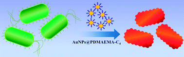 Graphical abstract: Multivalent polymer–Au nanocomposites with cationic surfaces displaying enhanced antimicrobial activity