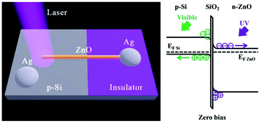 Ultraviolet and visible photoresponse properties of a ZnO/Si ...