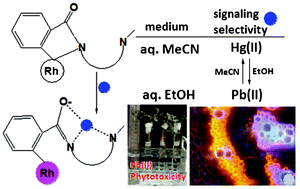 Graphical abstract: Solvent mediated tuning of selectivity in a rhodamine based probe and bioimaging for Pb(ii) detection in plant tissues