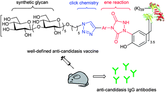 Graphical abstract: Synthesis of a well-defined glycoconjugate vaccine by a tyrosine-selective conjugation strategy