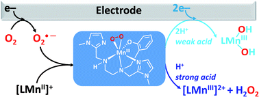 Graphical abstract: Electrochemical formation and reactivity of a manganese peroxo complex: acid driven H2O2 generation vs. O–O bond cleavage