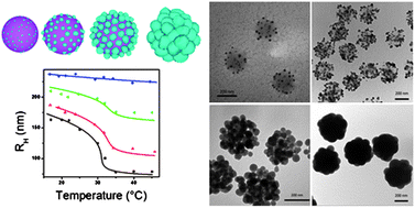 Graphical abstract: Hybrid raspberry microgels with tunable thermoresponsive behavior