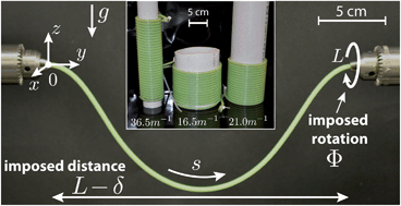 Graphical abstract: Contorting a heavy and naturally curved elastic rod