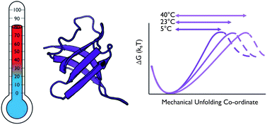 Graphical abstract: Single molecule force spectroscopy reveals the temperature-dependent robustness and malleability of a hyperthermophilic protein