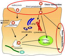 Graphical abstract: Molecular analysis of interactions between dendrimers and asymmetric membranes at different transport stages