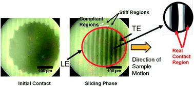 Graphical abstract: Frictional auto-roughening of a surface with spatially varying stiffness