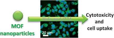 Graphical abstract: Cytotoxicity of nanoscaled metal–organic frameworks