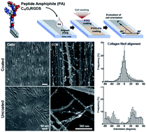 Bioactive films produced from self-assembling peptide amphiphiles as ...