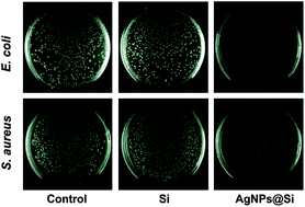 Graphical abstract: A silicon-based antibacterial material featuring robust and high antibacterial activity