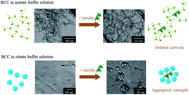 Graphical abstract: Media-dependent morphology of supramolecular aggregates of β-cyclodextrin-grafted chitosan and insulin through multivalent interactions