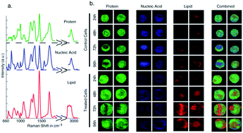 Graphical abstract: Investigating drug induced changes in single, living lymphocytes based on Raman micro-spectroscopy