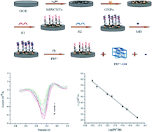 Graphical abstract: Highly sensitive electrochemical sensor using a MWCNTs/GNPs-modified electrode for lead (II) detection based on Pb2+-induced G-rich DNA conformation