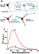 Quantification of DNA through a fluorescence biosensor based on click ...