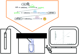 Graphical abstract: A nitric oxide quantitative assay by a glyceraldehyde 3-phosphate dehydrogenase/phosphoglycerate kinase/firefly luciferase optimized coupled bioluminescent assay