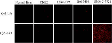 Whole cell-SELEX aptamers for fluorescence staining of frozen ...