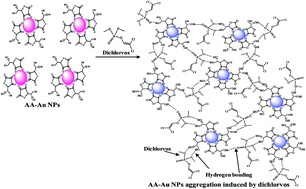 Graphical abstract: Ascorbic acid functionalized gold nanoparticles as a probe for colorimetric and visual read-out determination of dichlorvos in environmental samples