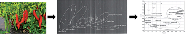 Graphical abstract: Analysis of volatile compounds in Capsicum spp. by headspace solid-phase microextraction and GC × GC-TOFMS