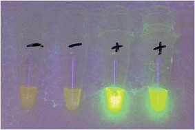 Graphical abstract: A rapid diagnostic method for E. coli serogroups responsible for gastro-intestinal diseases using loop-mediated isothermal amplification