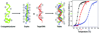 Graphical abstract: Quantitative measurements of thermodynamics and kinetics of polythiophene–DNA complex formation in DNA detection