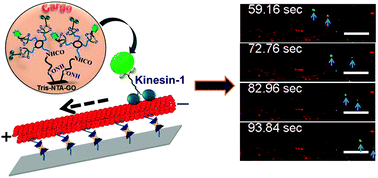 Graphical abstract: Single functionalized graphene oxide reconstitutes kinesin mediated intracellular cargo transport and delivers multiple cytoskeleton proteins and therapeutic molecules into the cell