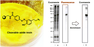 Graphical abstract: A cleavable azide resin for direct click chemistry mediated enrichment of alkyne-labeled proteins